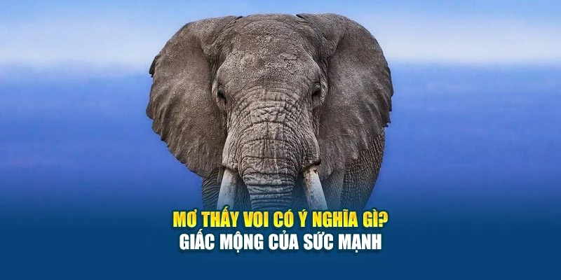 Mơ Thấy Voi Có Ý Nghĩa Gì? - Giấc Mộng Của Sức Mạnh 4 Mơ Thấy Voi Có Ý Nghĩa Gì? - Giấc Mộng Của Sức Mạnh